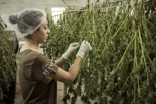 From Ancient Times to Modern Discoveries: Exploring the Rich History of CBD